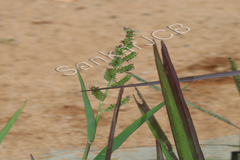 Echinochloa colonum
